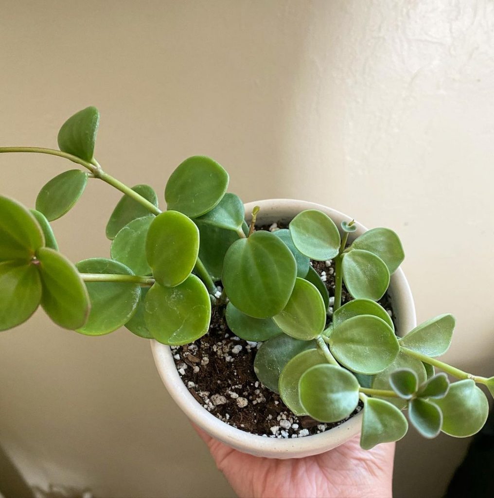 La peperomia de bellota 'Peperomia Hope' (Peperomia tetraphylla)