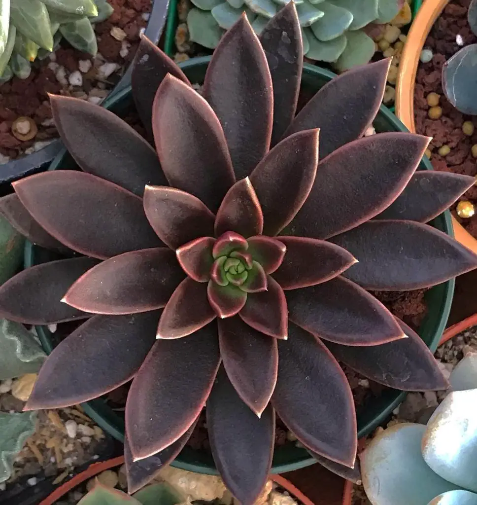 Echeveria Serrana Echeveria Serrana