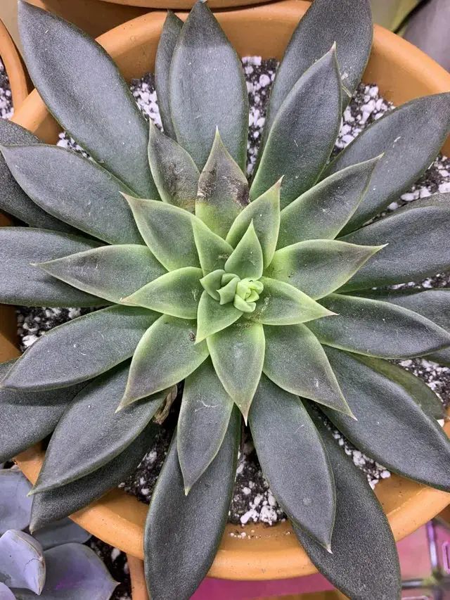 Echeveria Serrana Echeveria Serrana