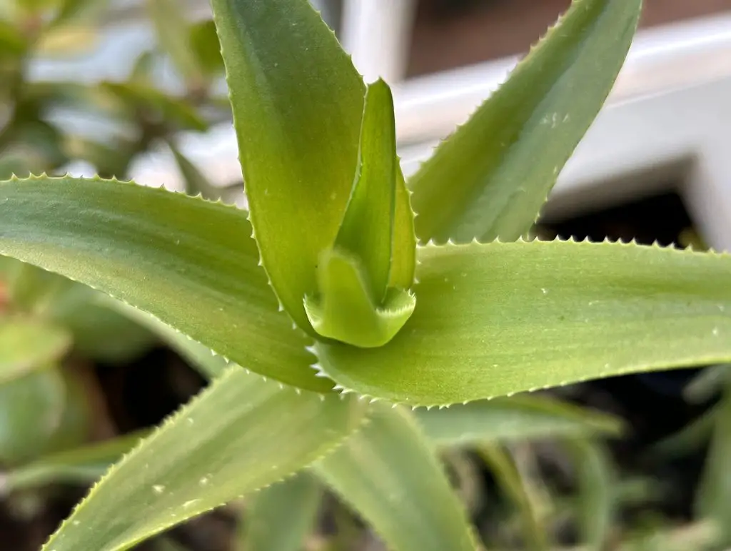 Aloiampelos ciliaris (áloe trepador)