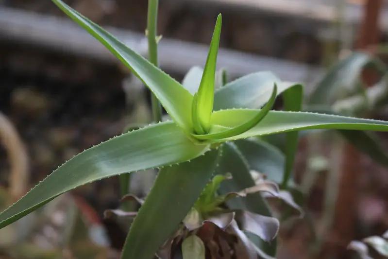 Aloiampelos ciliaris (áloe trepador)