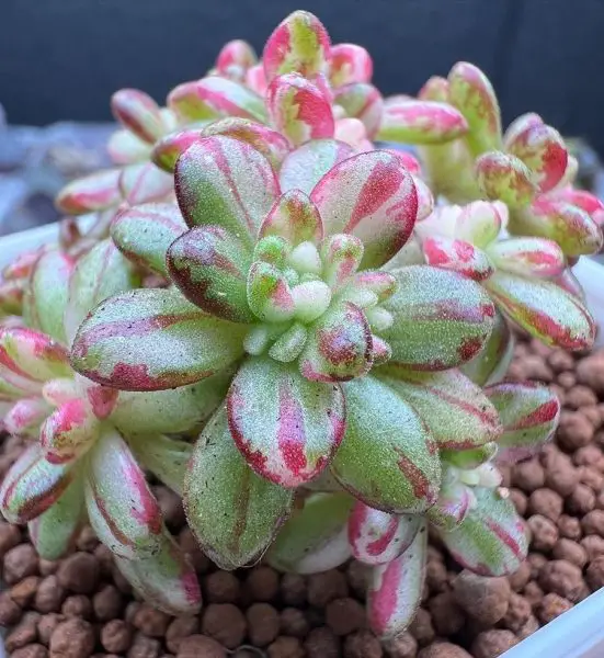 Aeonium Sedifolium Aeonium Sedifolium