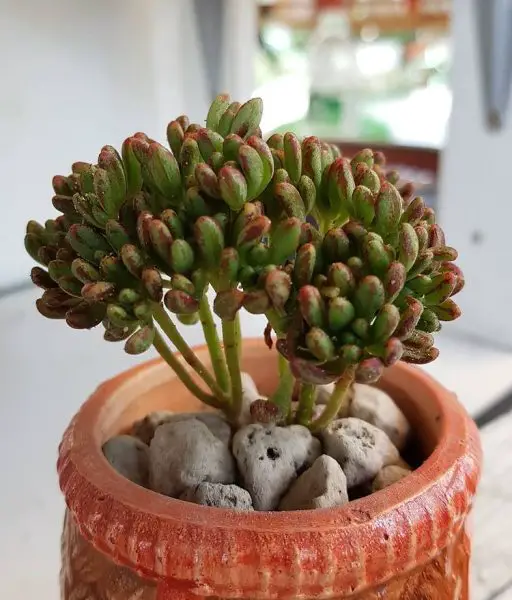 Aeonium Sedifolium Aeonium Sedifolium