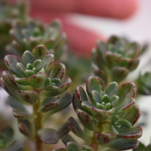Aeonium Sedifolium Aeonium Sedifolium