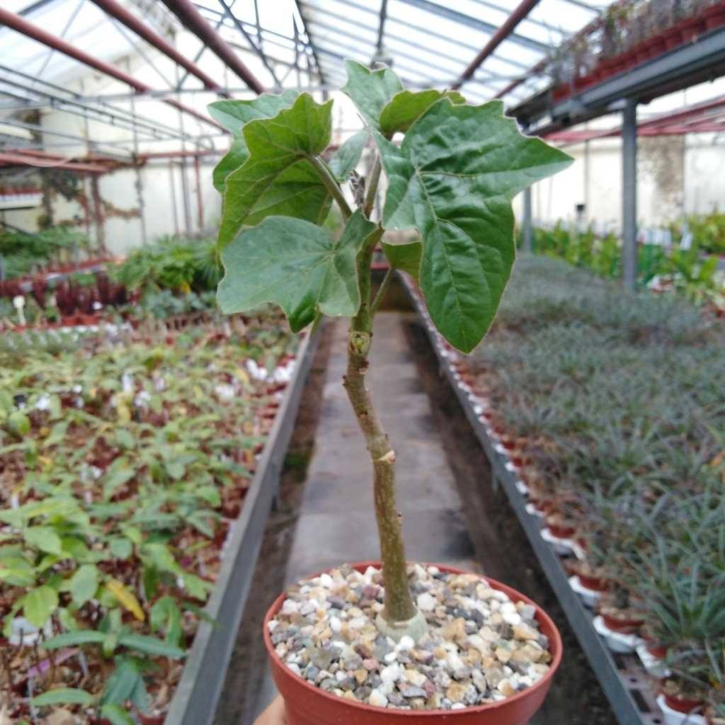 Adenia Volkensii Adenia Volkensii