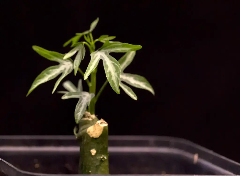 Adenia Venenata (Modecca Abyssinica)