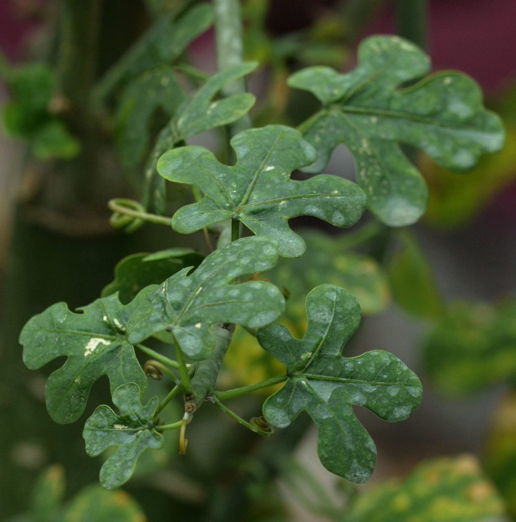 Adenia Venenata (Modecca Abyssinica)