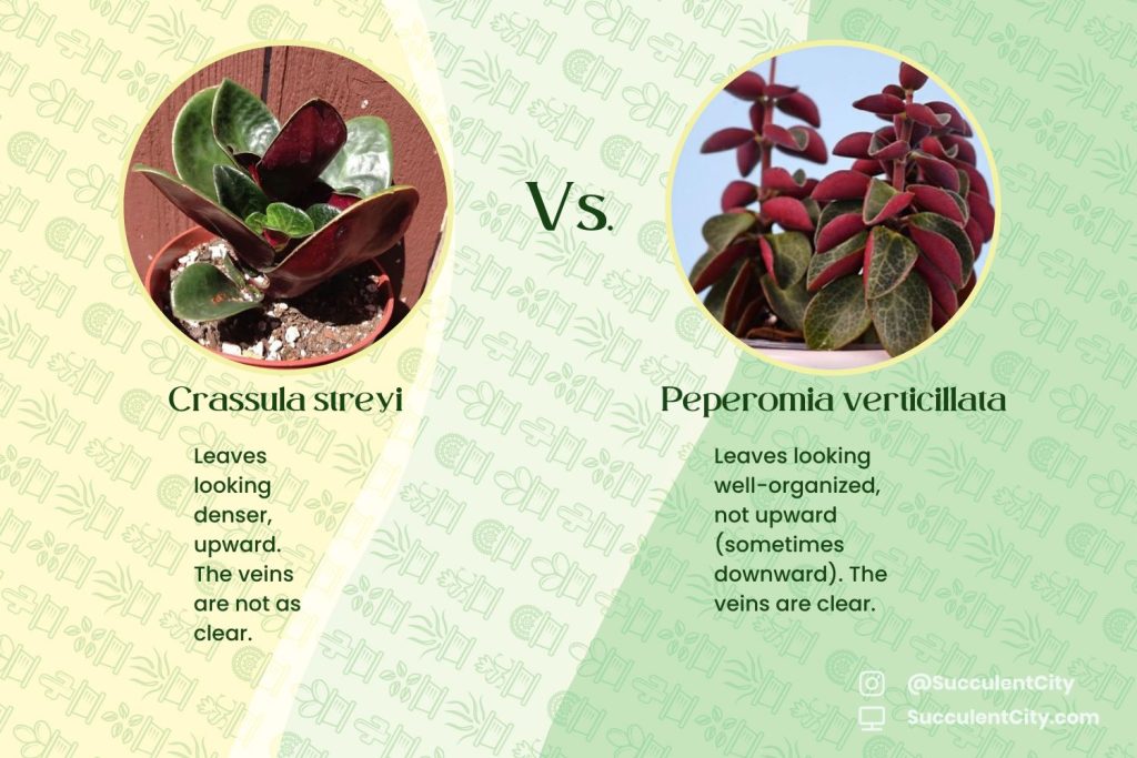 Crassula Streyi (Pondo Acantilado Crassula) Crassula Streyi (Pondo Acantilado Crassula)