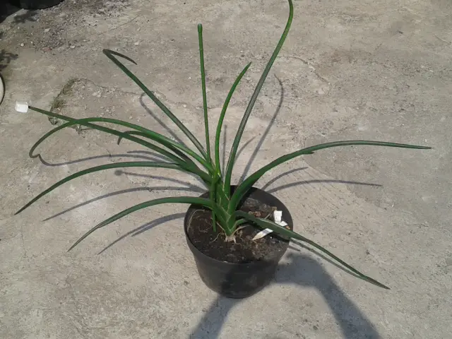 Sansevieria Gracilis