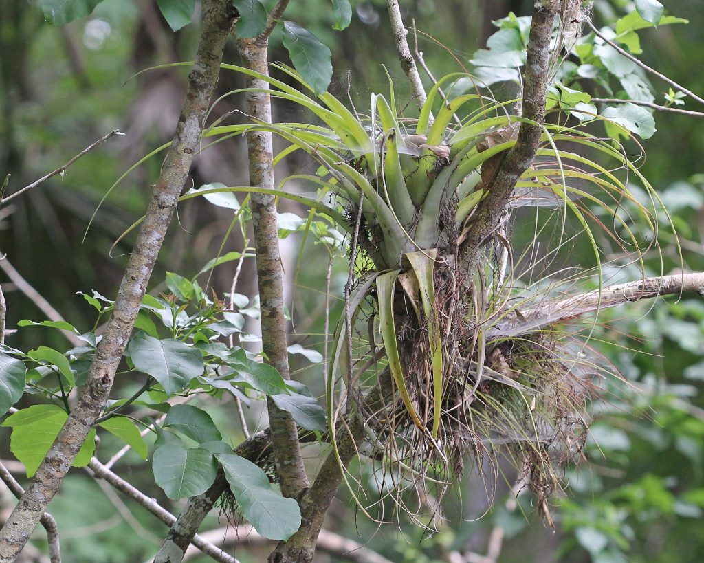 Tillandsia Utriculata (La planta de pino silvestre hinchada)