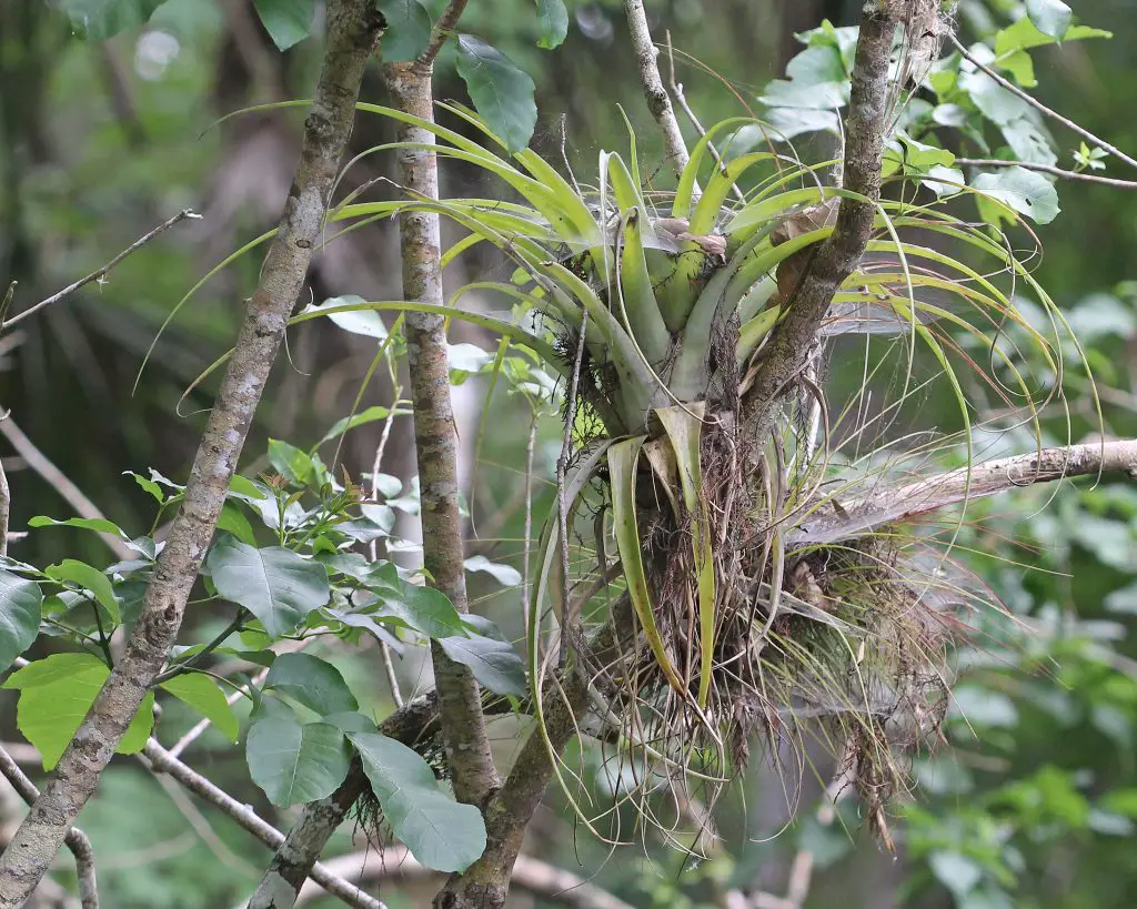 Tillandsia Utriculata (La planta de pino silvestre hinchada) Tillandsia Utriculata (La planta de pino silvestre hinchada)