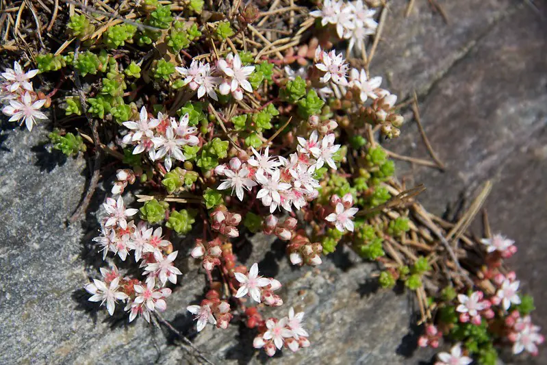 Sedum Anglicum (La planta "inglesa Stonecrop")