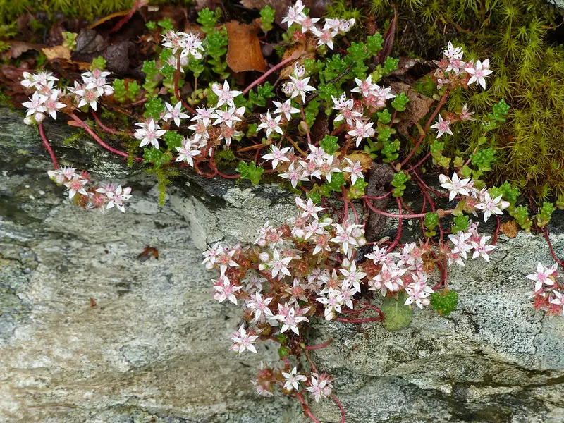 Sedum Anglicum (La planta "inglesa Stonecrop")