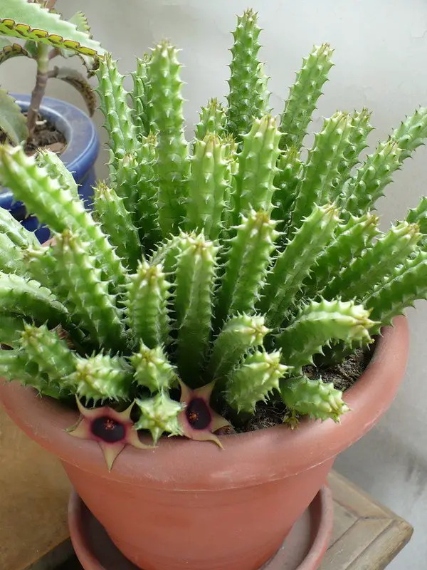 La suculenta flor de dragón rojo “Huernia Schneideriana”