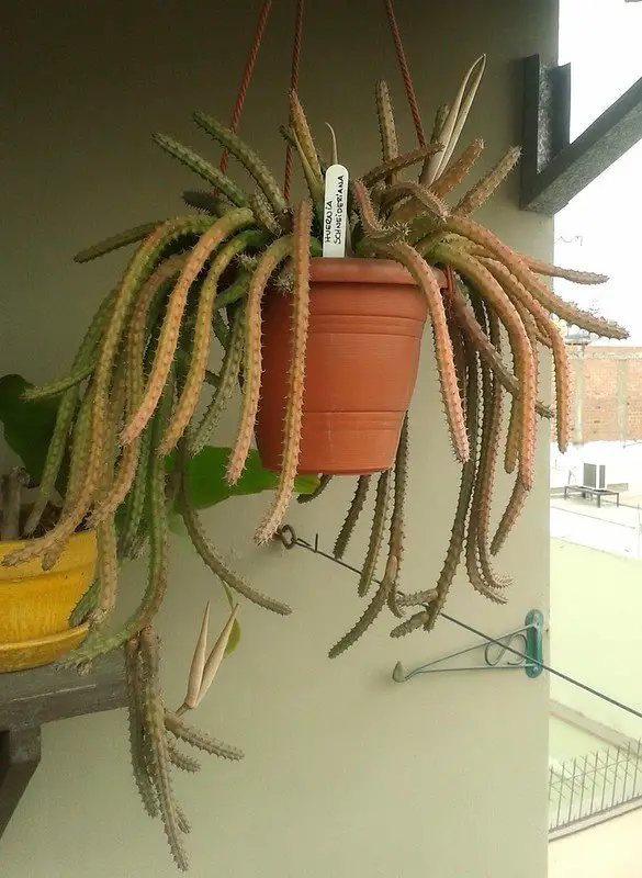 La suculenta flor de dragón rojo “Huernia Schneideriana”