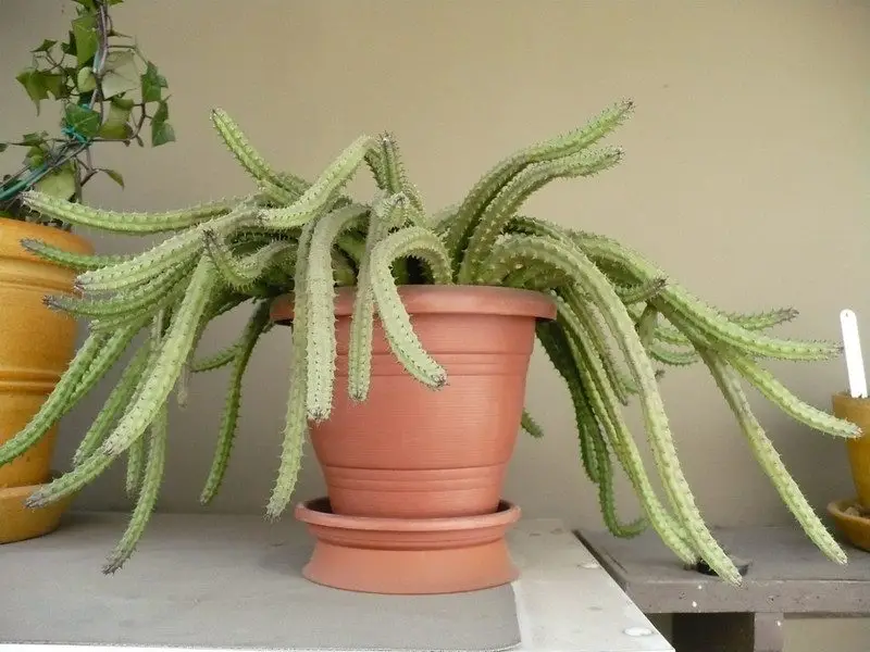 La suculenta flor de dragón rojo “Huernia Schneideriana”