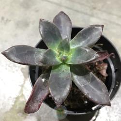 regaliz echeveria