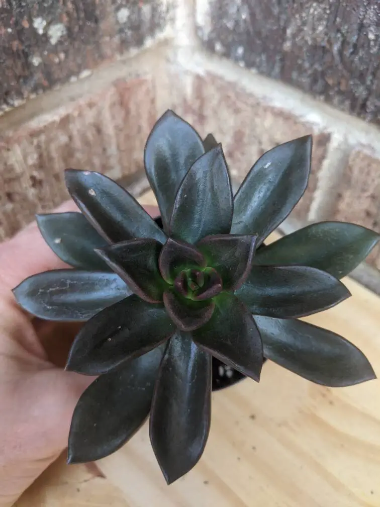 regaliz echeveria