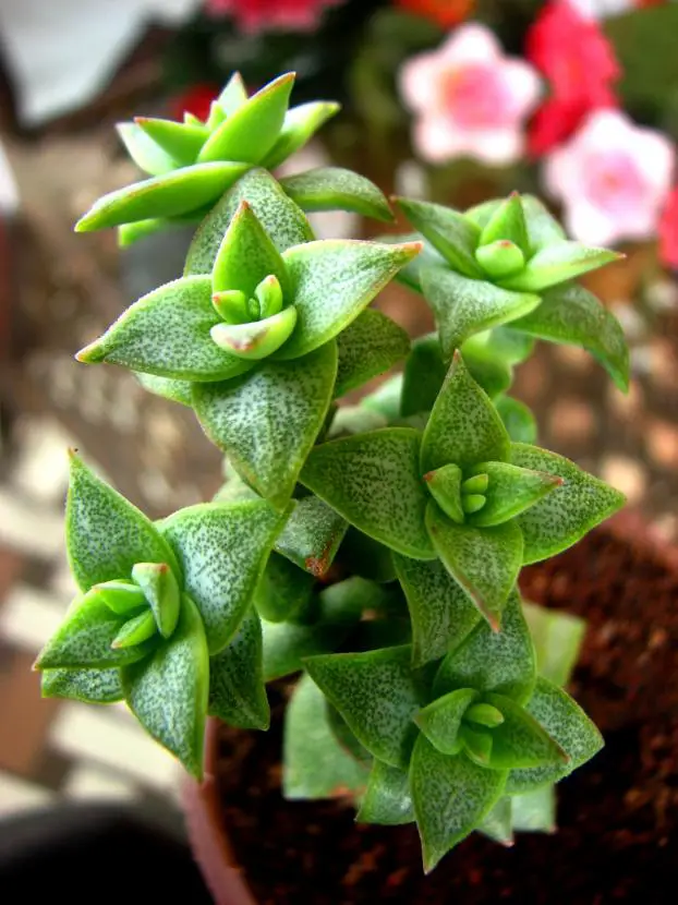 Crassula Conjuncta Crassula Conjuncta