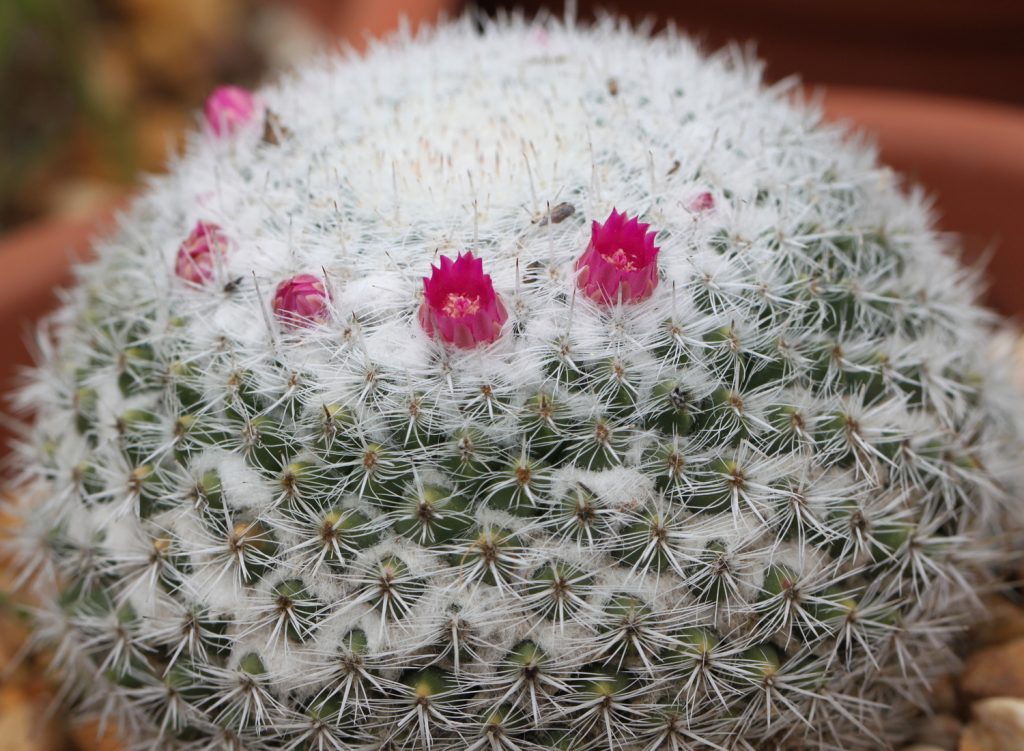 Mammillaria perbella (El cactus ojo de búho)