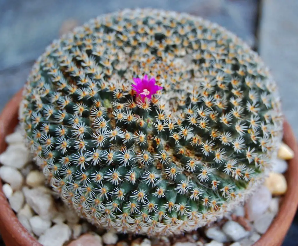 Mammillaria perbella (El cactus ojo de búho) Mammillaria perbella (El cactus ojo de búho)