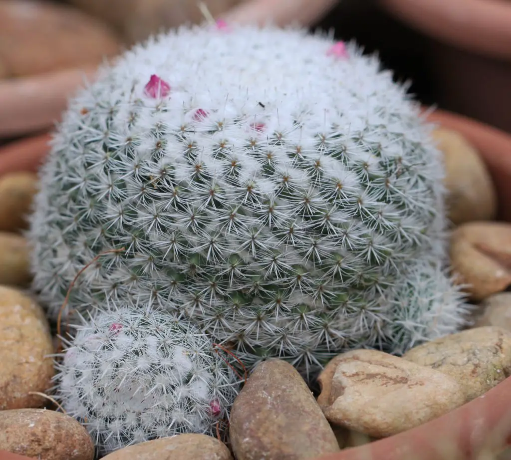 Mammillaria perbella (El cactus ojo de búho) Mammillaria perbella (El cactus ojo de búho)
