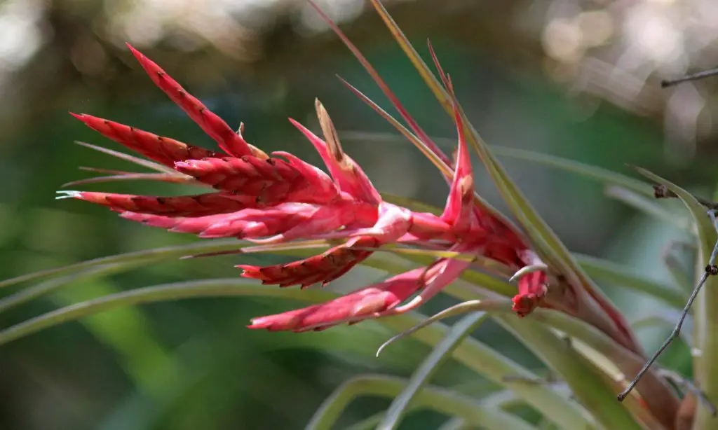 La planta cardinal del aire “Tillandsia Fasciculata”