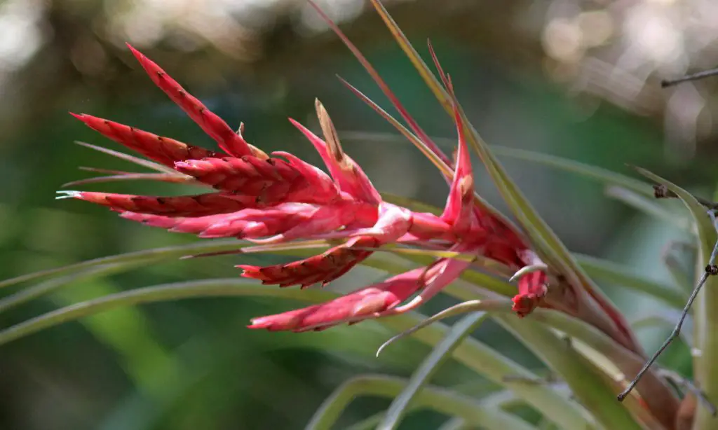 La planta cardinal del aire “Tillandsia Fasciculata” La planta cardinal del aire “Tillandsia Fasciculata”