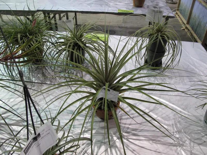 La planta cardinal del aire “Tillandsia Fasciculata”