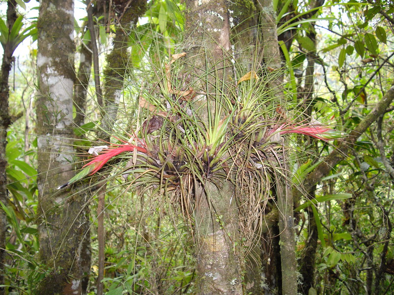 Tillandsia Punctulata (La Planta Mexicana de Antorcha Negra)
