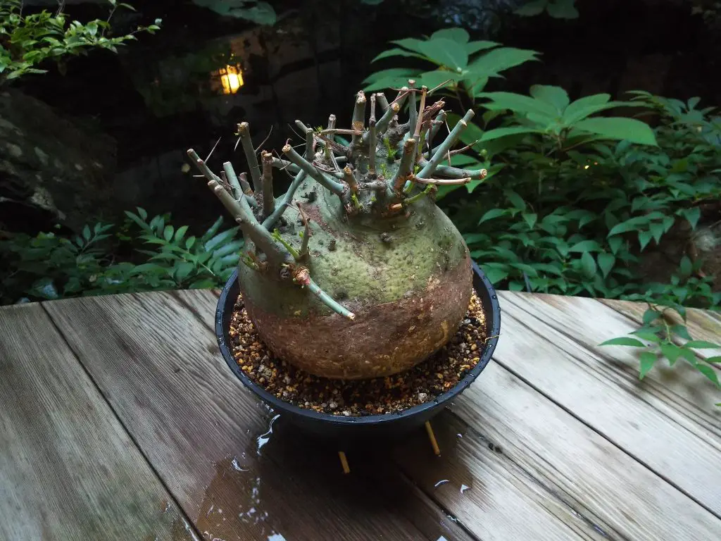 Adenia Spinosa (El tallo verde espinoso)