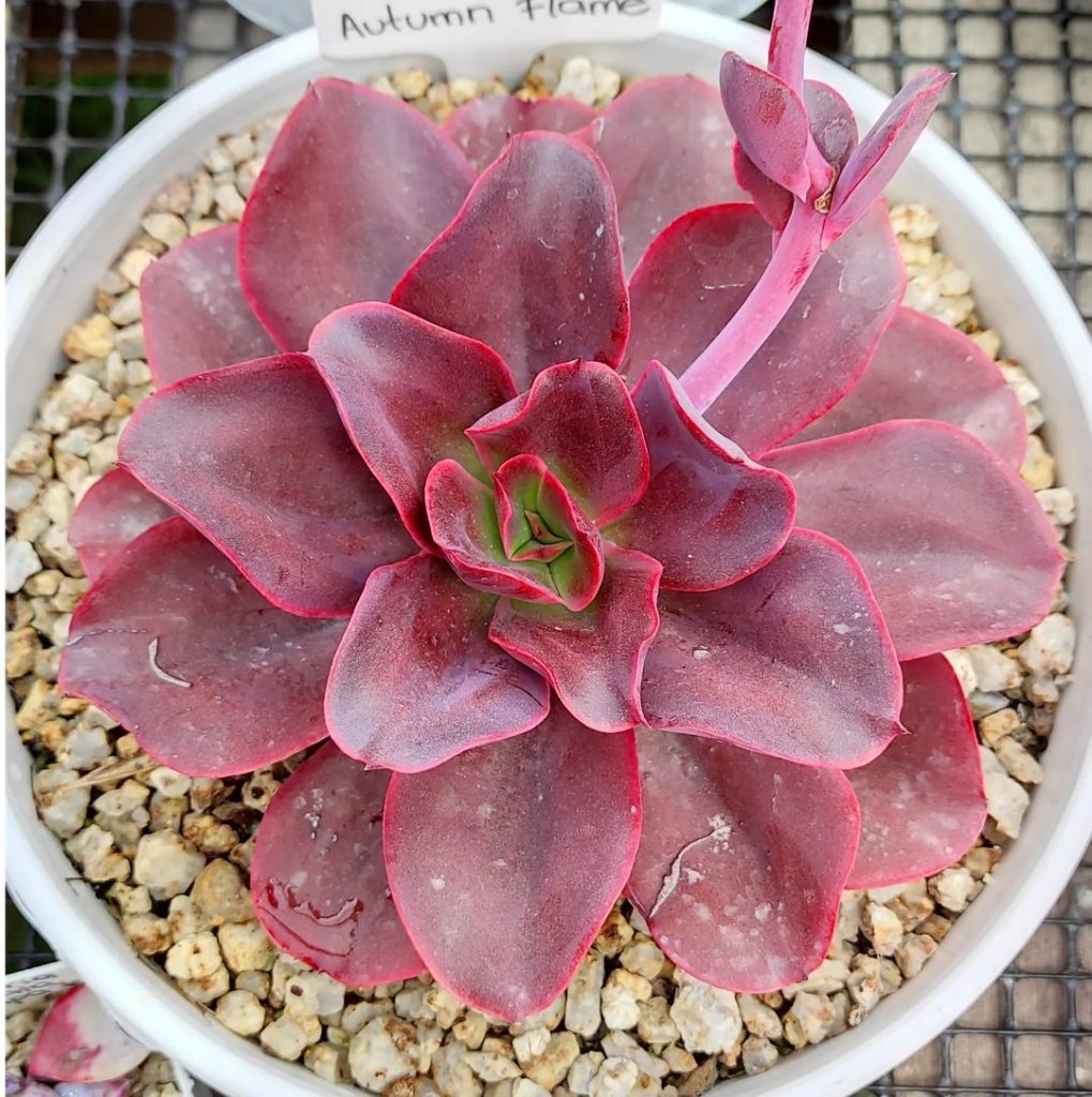 Echeveria Llama De Otoño