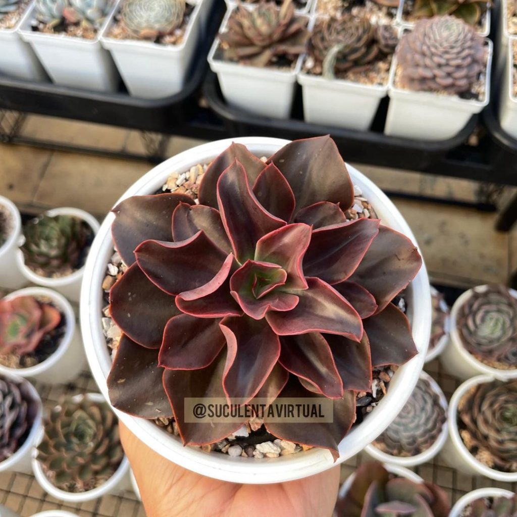 Echeveria Llama De Otoño Echeveria Llama De Otoño