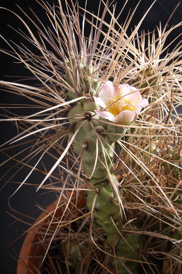 Tephrocactus Aoracanthus (El cactus piña)