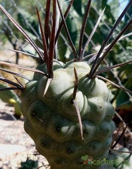 Tephrocactus Aoracanthus (El cactus piña)