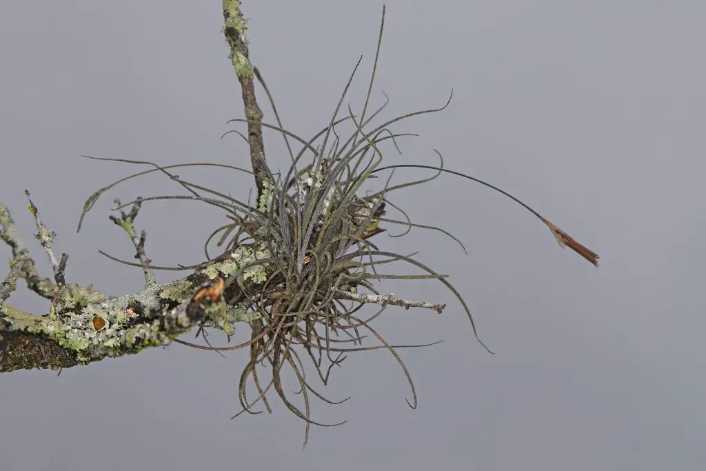 Tillandsia Recurvata (La pequeña planta aérea de musgo bola)