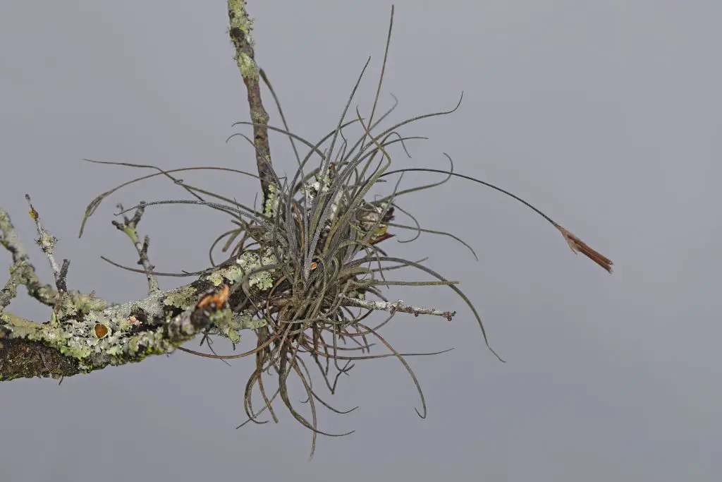 Tillandsia Recurvata (La pequeña planta aérea de musgo bola) Tillandsia Recurvata (La pequeña planta aérea de musgo bola)
