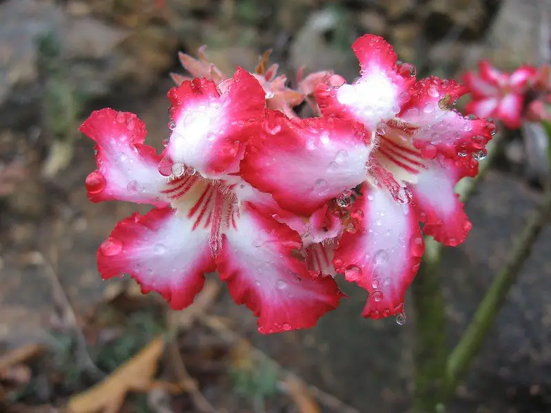 Adenium multiflorum (lirio impala)