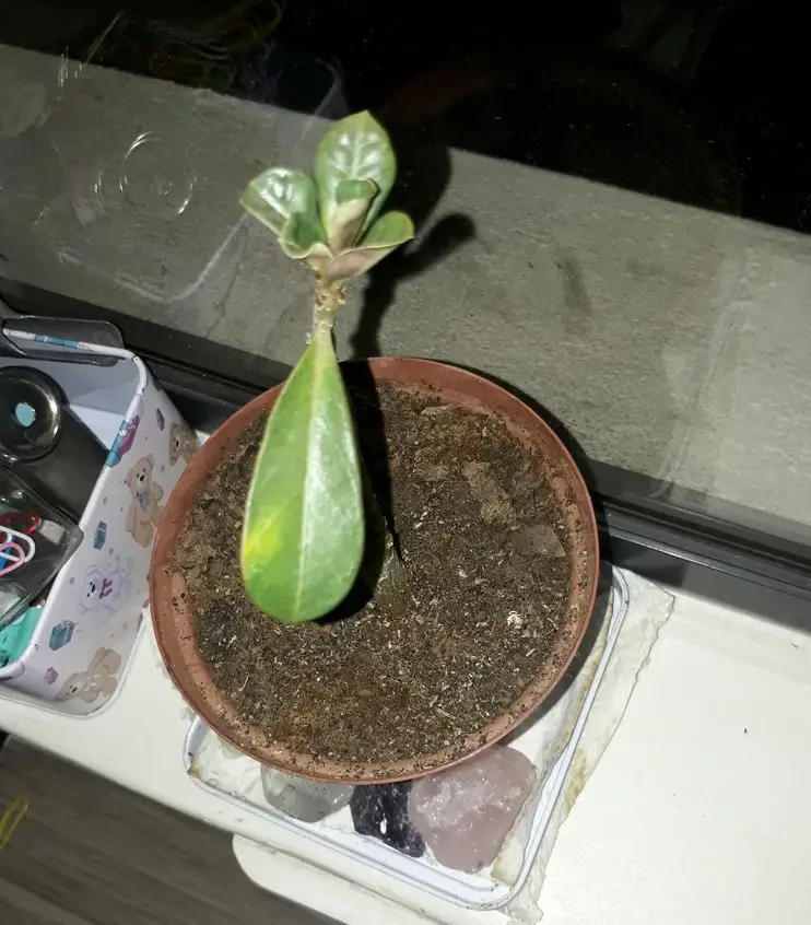 Adenium multiflorum (lirio impala) Adenium multiflorum (lirio impala)