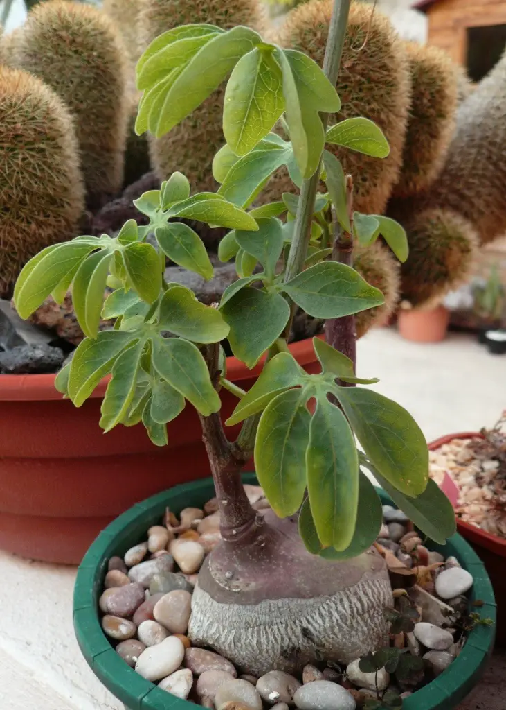 Adenia glauca (la pata de elefante de hojas azules)