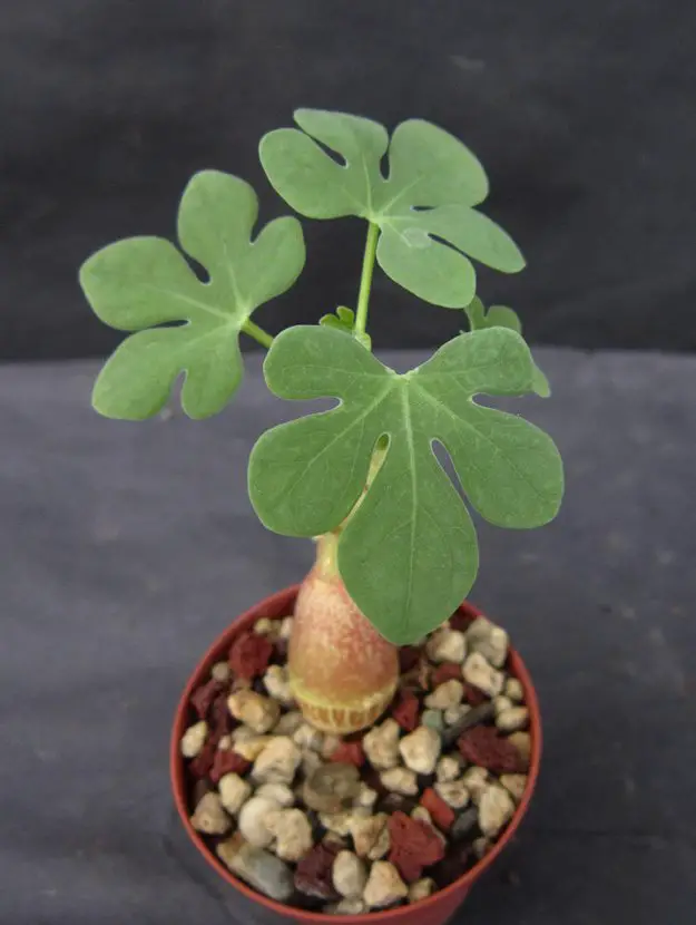 Adenia glauca (la pata de elefante de hojas azules)