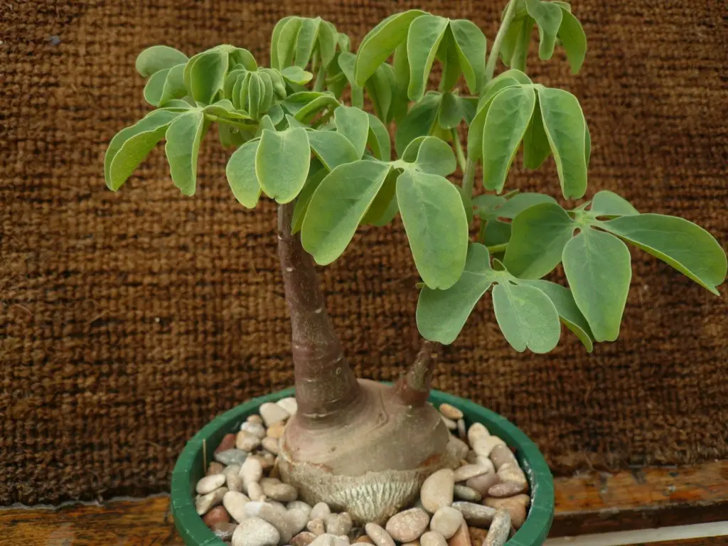 Adenia glauca (la pata de elefante de hojas azules)