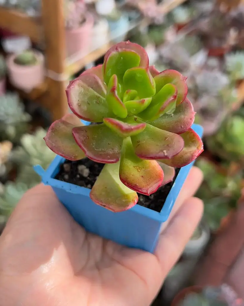 La suculenta rosa cobrizo “Echeveria Multicaulis”