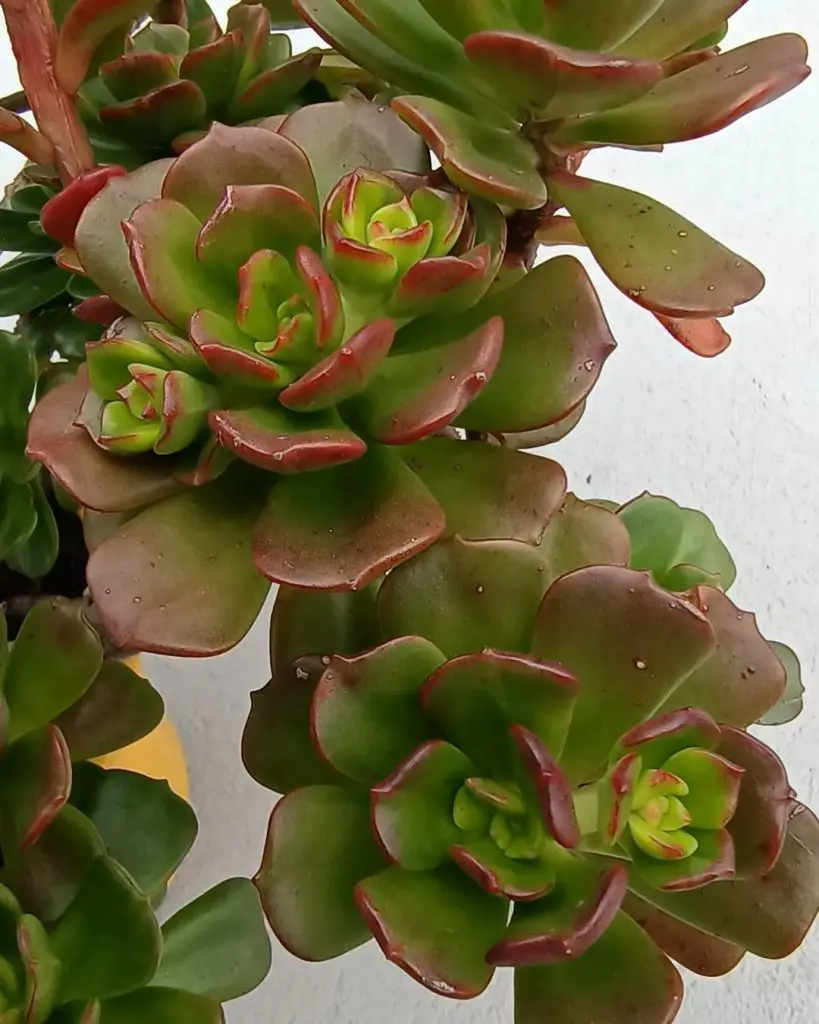 La suculenta rosa cobrizo “Echeveria Multicaulis” La suculenta rosa cobrizo “Echeveria Multicaulis”