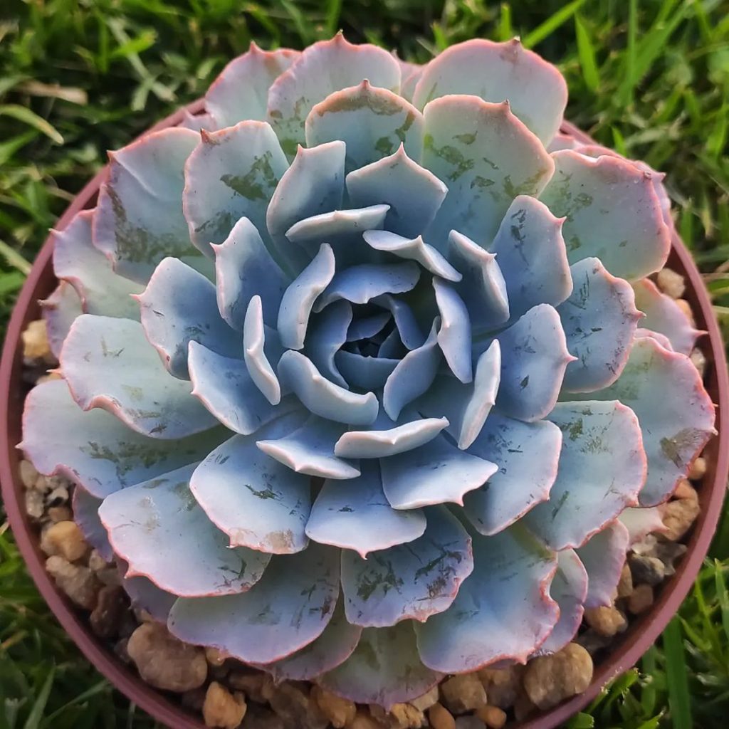 Echeveria “Garza Azul” Echeveria “Garza Azul”