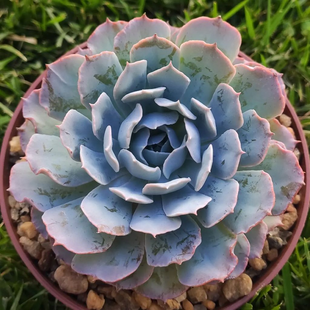 Echeveria “Garza Azul”