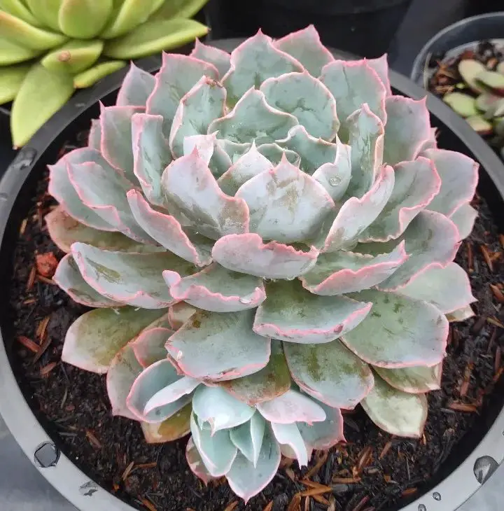 Echeveria “Garza Azul”