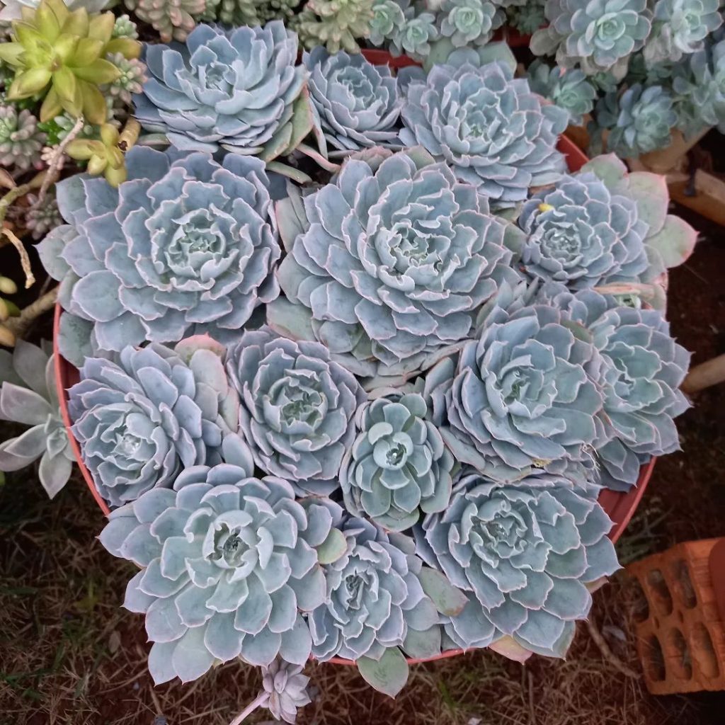 Echeveria “Garza Azul” Echeveria “Garza Azul”