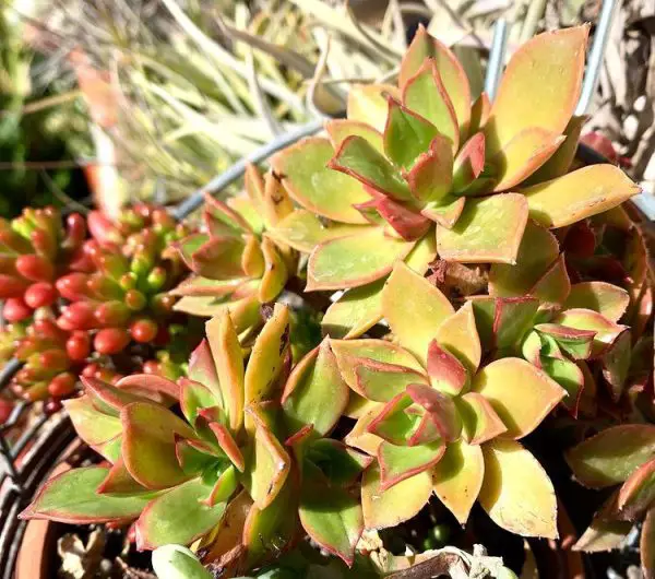 Aeonium Decorum (El molinete verde) Aeonium Decorum (El molinete verde)