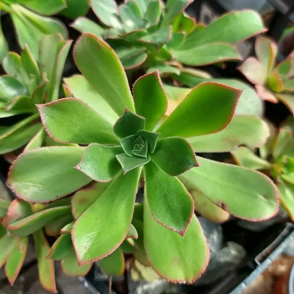 Aeonium Decorum (El molinete verde) Aeonium Decorum (El molinete verde)